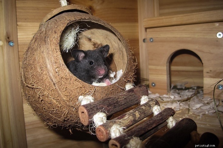 Explore 20 Hamster Coat Colors & Patterns – A Visual Guide