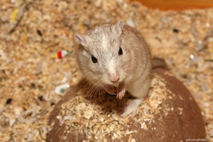 Explore 20 Hamster Coat Colors & Patterns – A Visual Guide