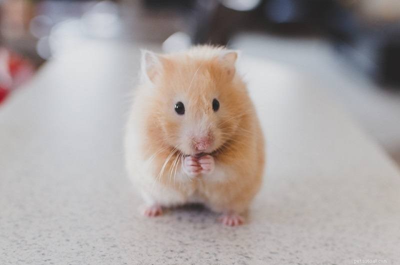 Explore 20 Hamster Coat Colors & Patterns – A Visual Guide