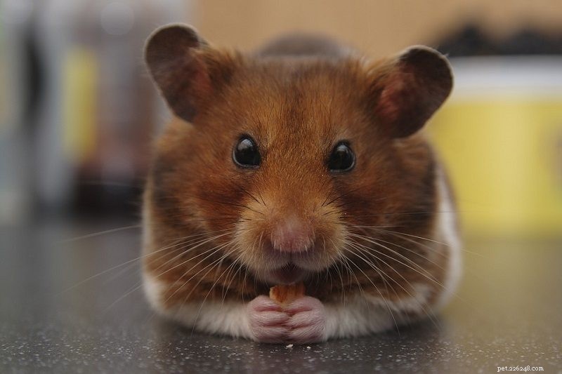 Explore 20 Hamster Coat Colors & Patterns – A Visual Guide