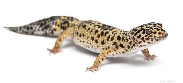 The Leopard Gecko: A Rewarding, Low-Maintenance Pet