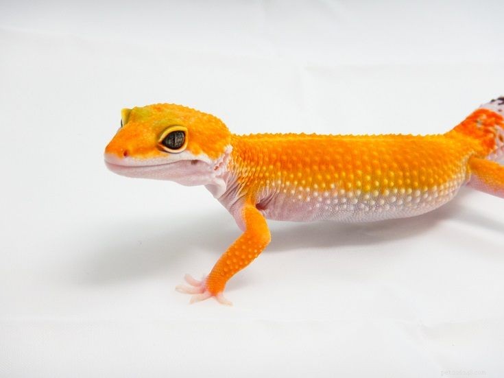 The Leopard Gecko: A Rewarding, Low-Maintenance Pet