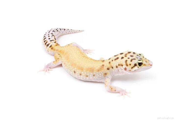 The Leopard Gecko: A Rewarding, Low-Maintenance Pet