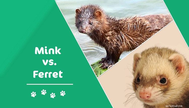 Mink vs. Ferret: Distinguishing Features & Care Tips (Illustrated Guide)