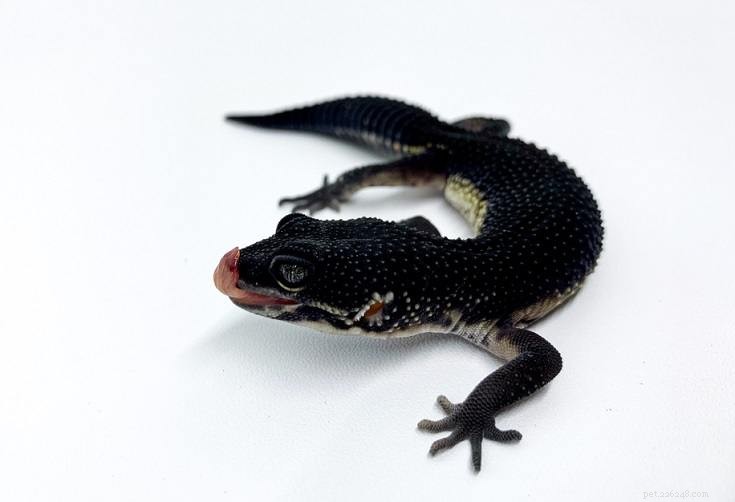 The Leopard Gecko: A Rewarding, Low-Maintenance Pet