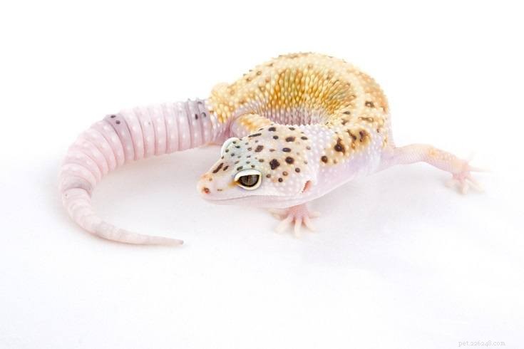 The Leopard Gecko: A Rewarding, Low-Maintenance Pet