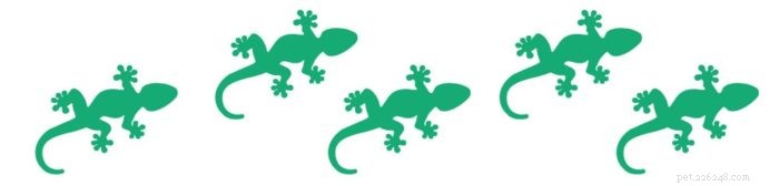 The Leopard Gecko: A Rewarding, Low-Maintenance Pet