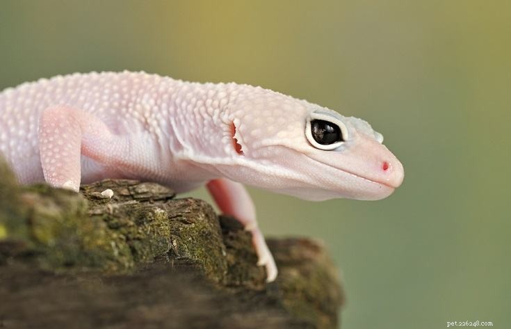 The Leopard Gecko: A Rewarding, Low-Maintenance Pet