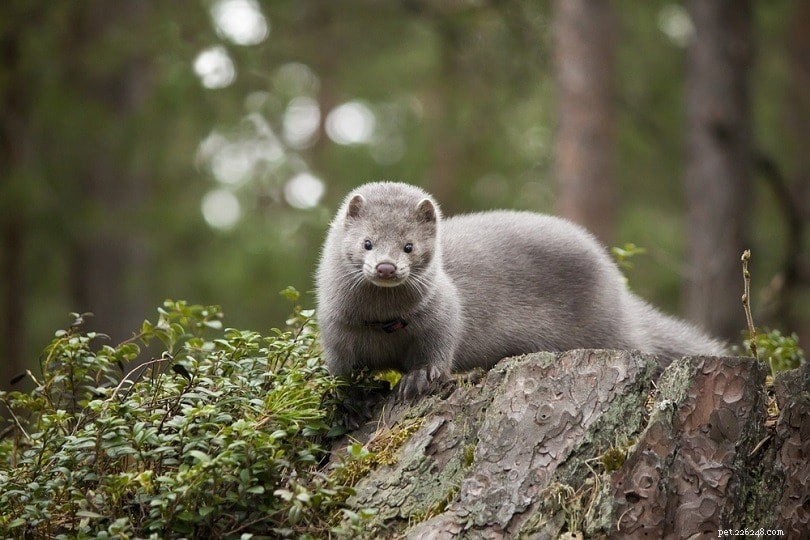 Mink vs. Ferret: Distinguishing Features & Care Tips (Illustrated Guide)