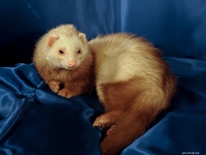 Mink vs. Ferret: Distinguishing Features & Care Tips (Illustrated Guide)