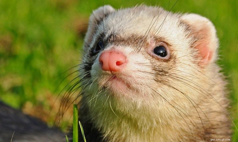 Mink vs. Ferret: Distinguishing Features & Care Tips (Illustrated Guide)