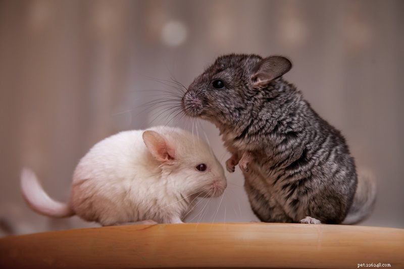 Explore Chinchilla Breeds: A Comprehensive Guide with Photos