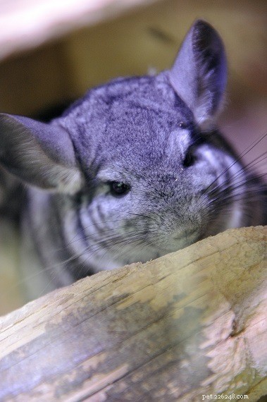 Explore Chinchilla Breeds: A Comprehensive Guide with Photos