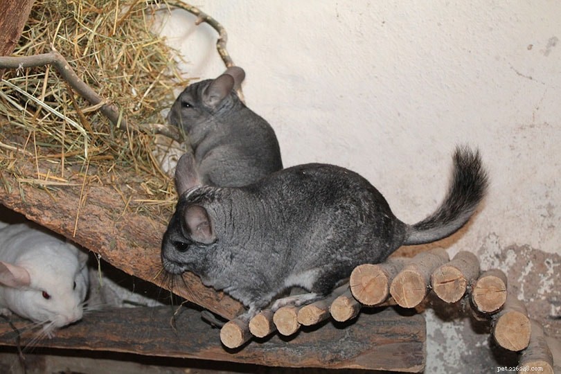 Explore Chinchilla Breeds: A Comprehensive Guide with Photos
