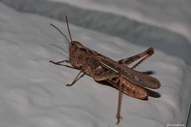 10 Fascinating Insects That Make Unusual Pets (See Photos)