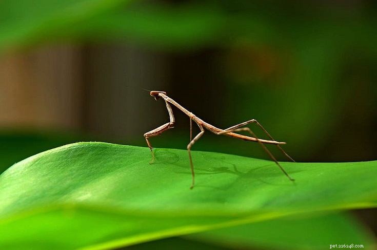 10 Fascinating Insects That Make Unusual Pets (See Photos)