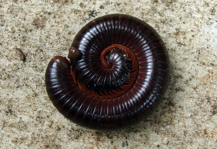 10 Fascinating Insects That Make Unusual Pets (See Photos)