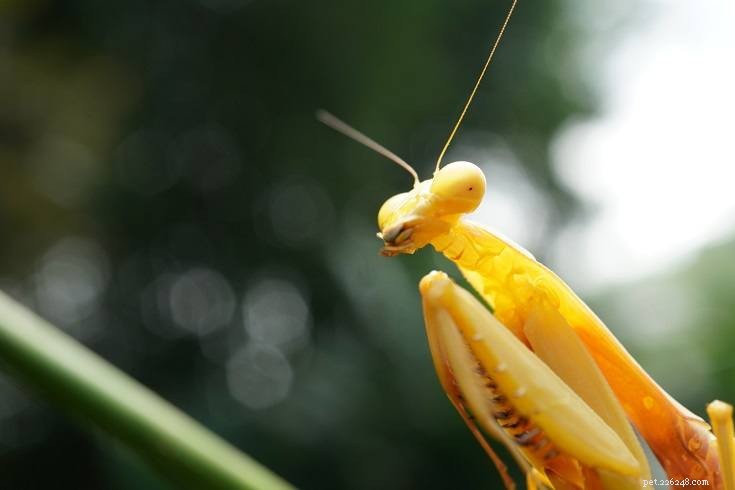 10 Fascinating Insects That Make Unusual Pets (See Photos)