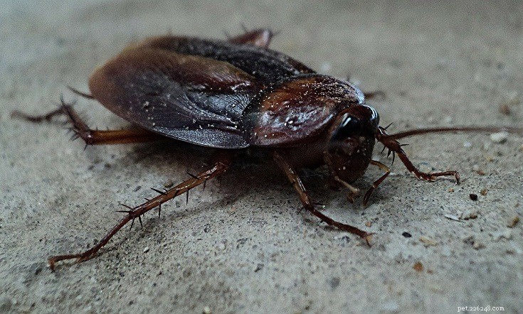10 Fascinating Insects That Make Unusual Pets (See Photos)