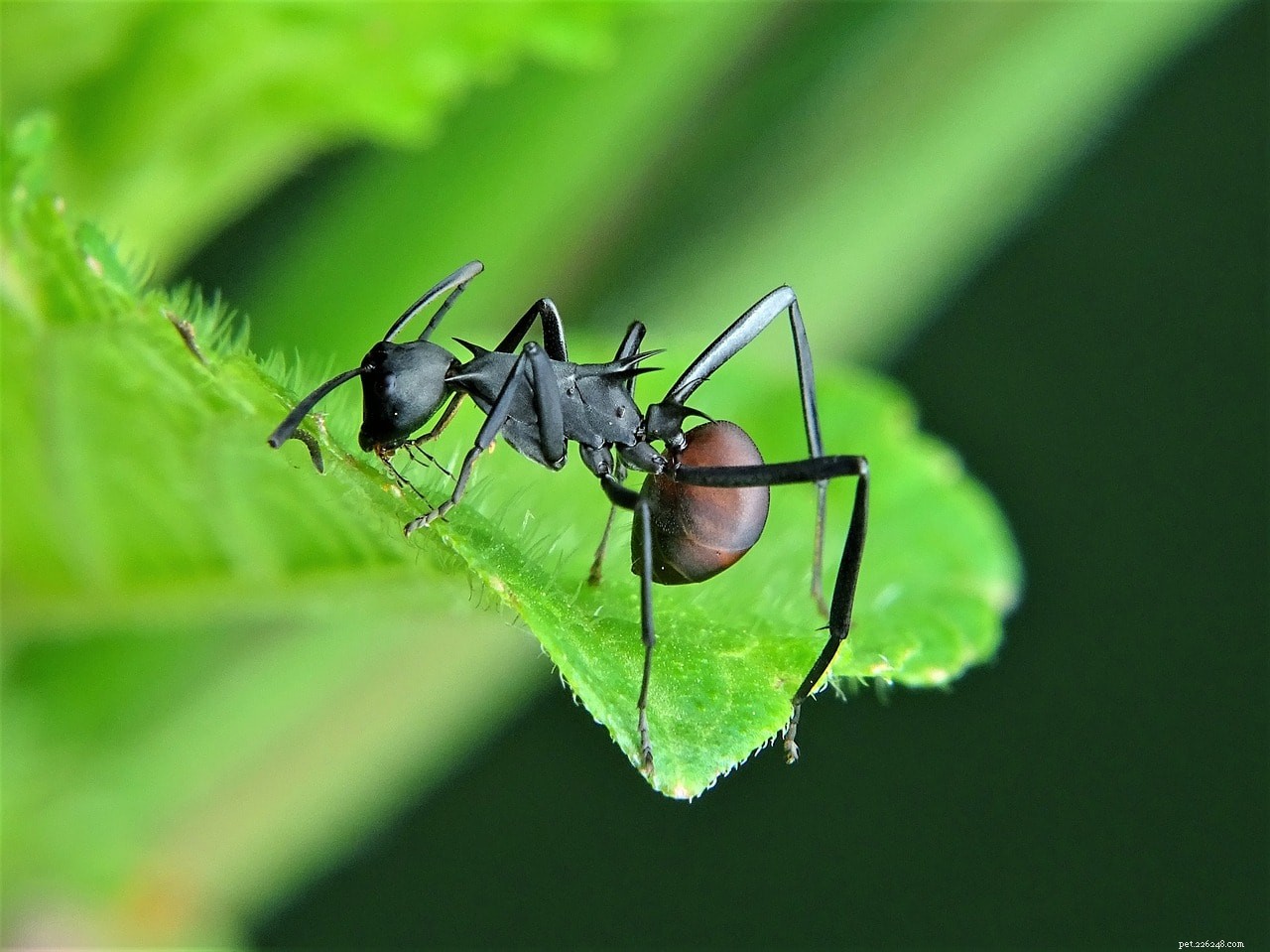 10 Fascinating Insects That Make Unusual Pets (See Photos)