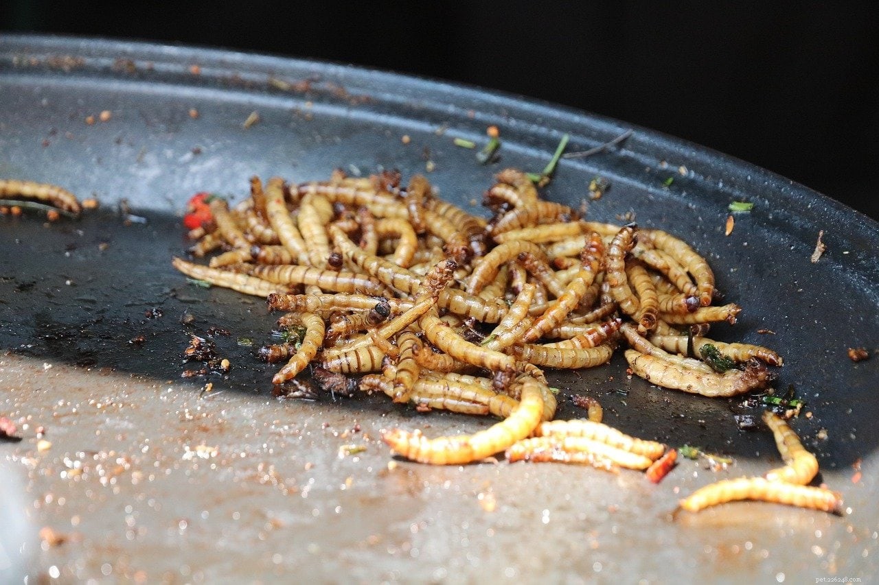 10 Fascinating Insects That Make Unusual Pets (See Photos)