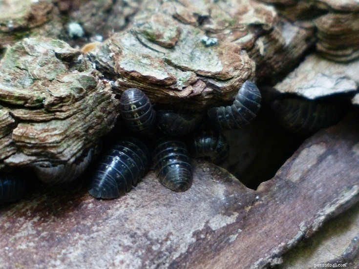 10 Fascinating Insects That Make Unusual Pets (See Photos)
