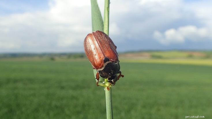 10 Fascinating Insects That Make Unusual Pets (See Photos)