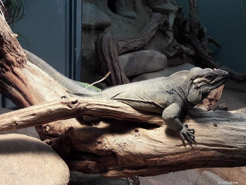 Rhinoceros Iguana: Key Facts & Care Guide for Prospective Owners