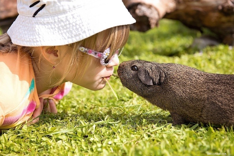 Top 11 Toys Every Guinea Pig Will Love – Safe, Engaging Play Ideas
