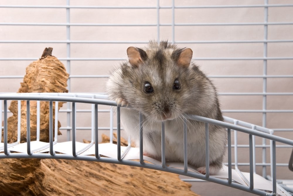 19 Proven Tips to Keep Your Hamster Happy and Healthy