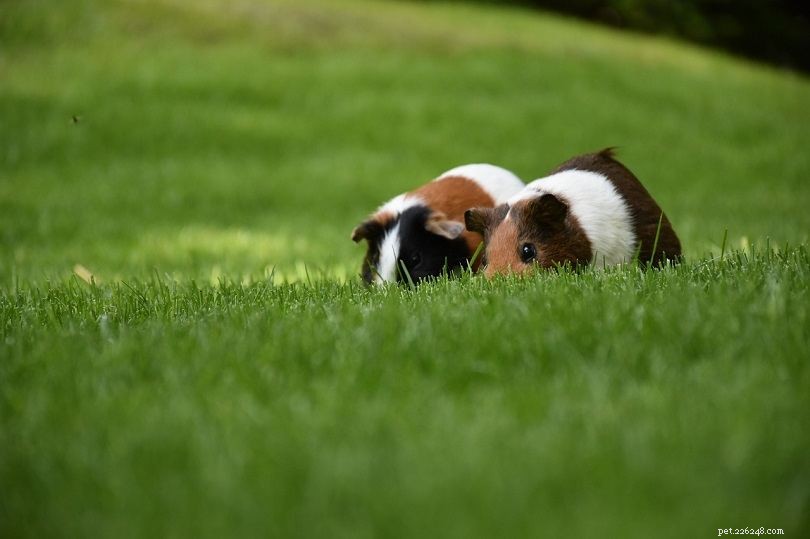 Top 11 Toys Every Guinea Pig Will Love – Safe, Engaging Play Ideas