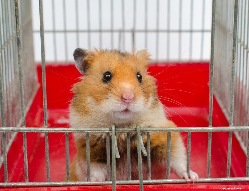 19 Proven Tips to Keep Your Hamster Happy and Healthy