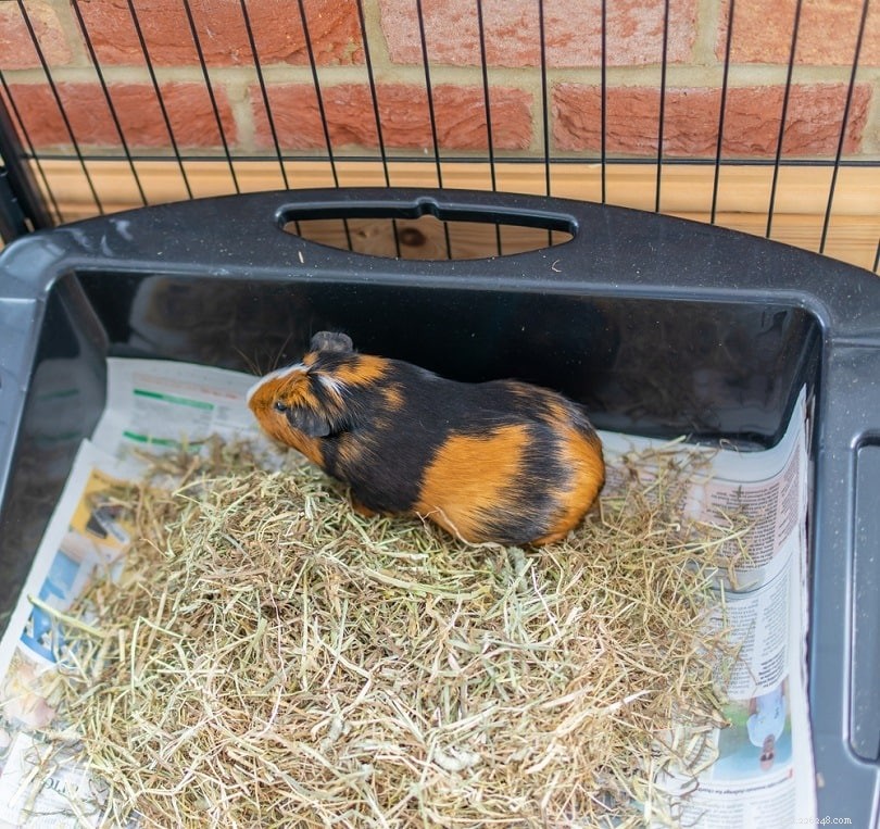 Complete Guinea Pig Supplies Guide: Everything You Need