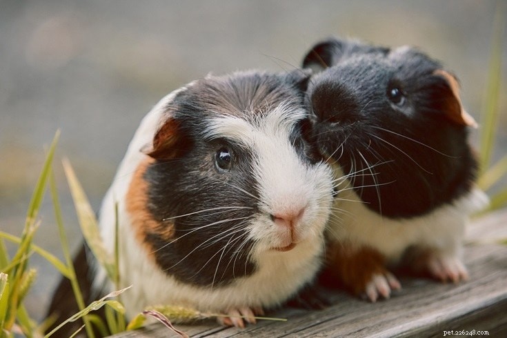 Complete Guinea Pig Supplies Guide: Everything You Need