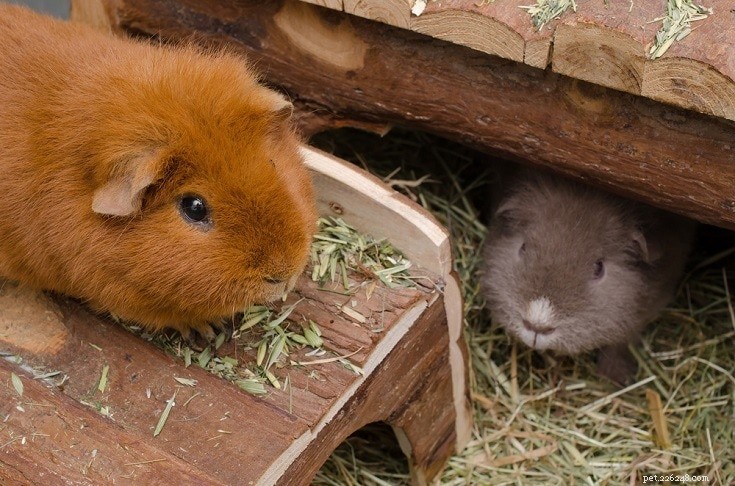 Complete Guinea Pig Supplies Guide: Everything You Need