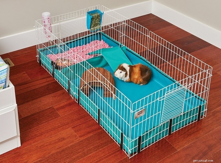 Complete Guinea Pig Supplies Guide: Everything You Need