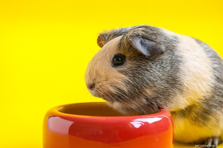 Complete Guinea Pig Supplies Guide: Everything You Need