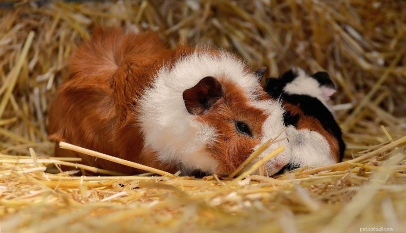 Complete Guinea Pig Supplies Guide: Everything You Need