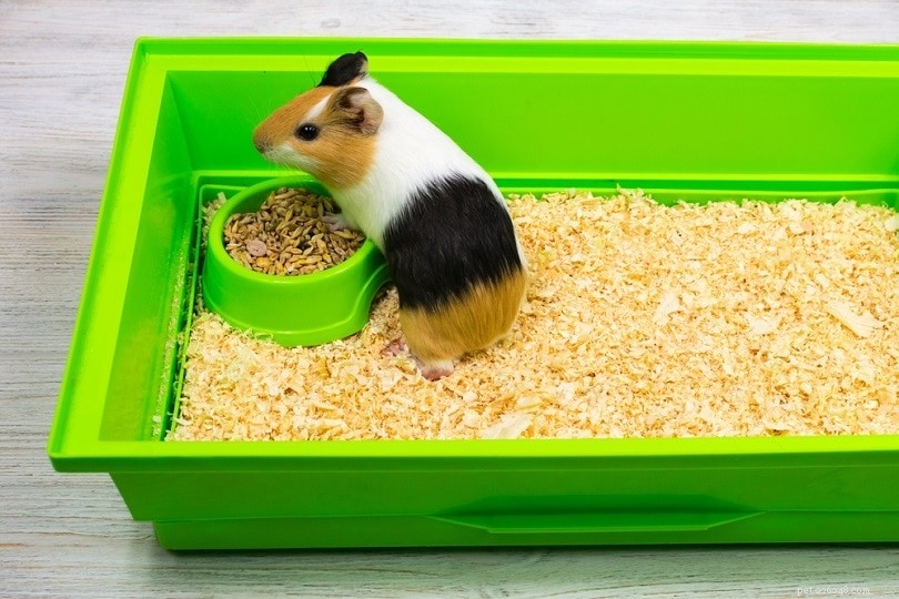 Complete Guinea Pig Supplies Guide: Everything You Need