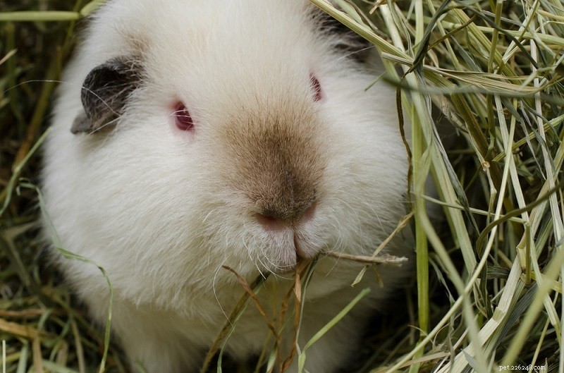 Complete Guinea Pig Supplies Guide: Everything You Need