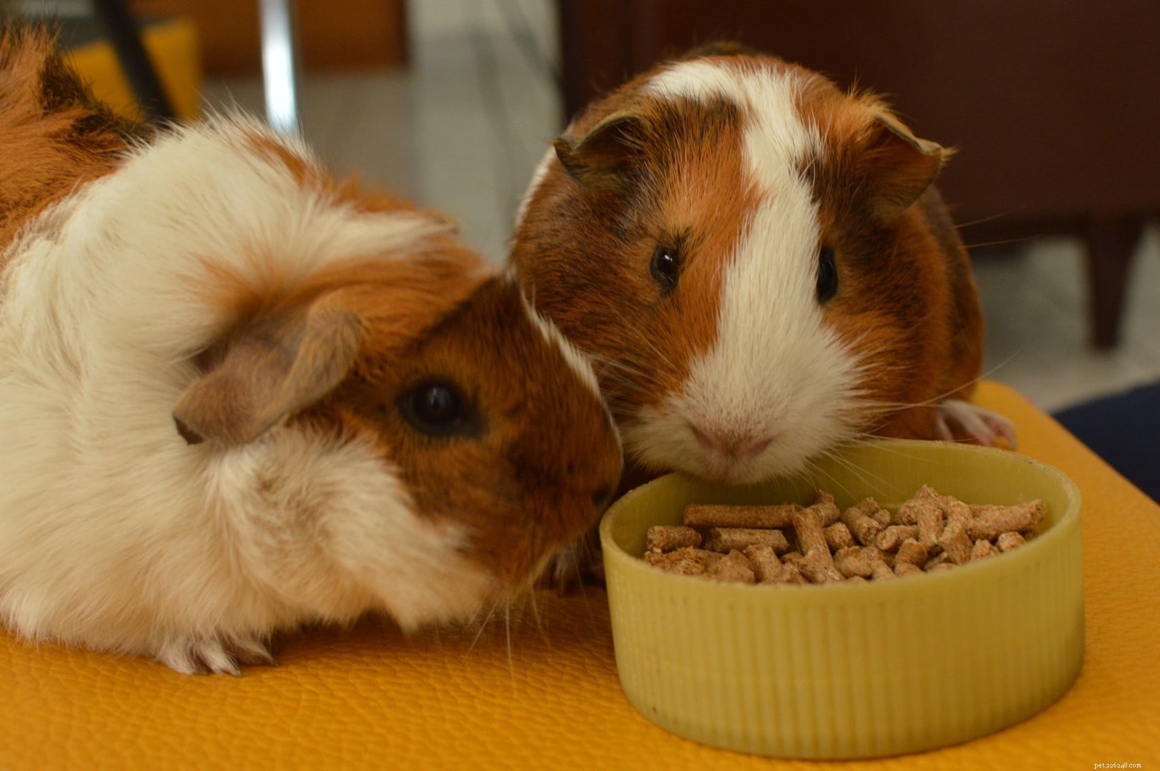 Complete Guinea Pig Supplies Guide: Everything You Need