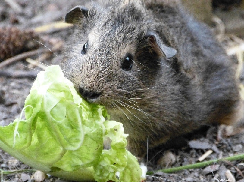 Complete Guinea Pig Supplies Guide: Everything You Need