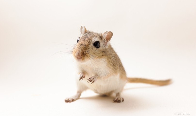 12 Gerbil Colors & Patterns Explained – A Complete Visual Guide