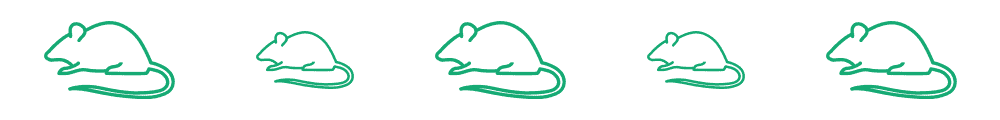 12 Gerbil Colors & Patterns Explained – A Complete Visual Guide