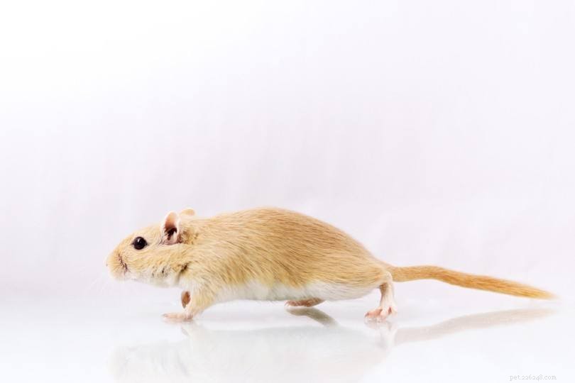 12 Gerbil Colors & Patterns Explained – A Complete Visual Guide