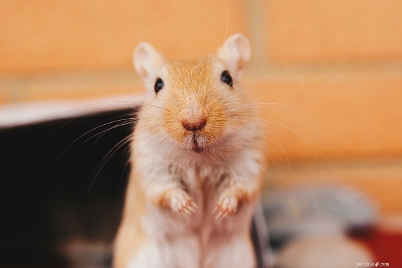 12 Gerbil Colors & Patterns Explained – A Complete Visual Guide