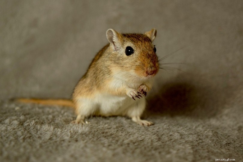 12 Gerbil Colors & Patterns Explained – A Complete Visual Guide