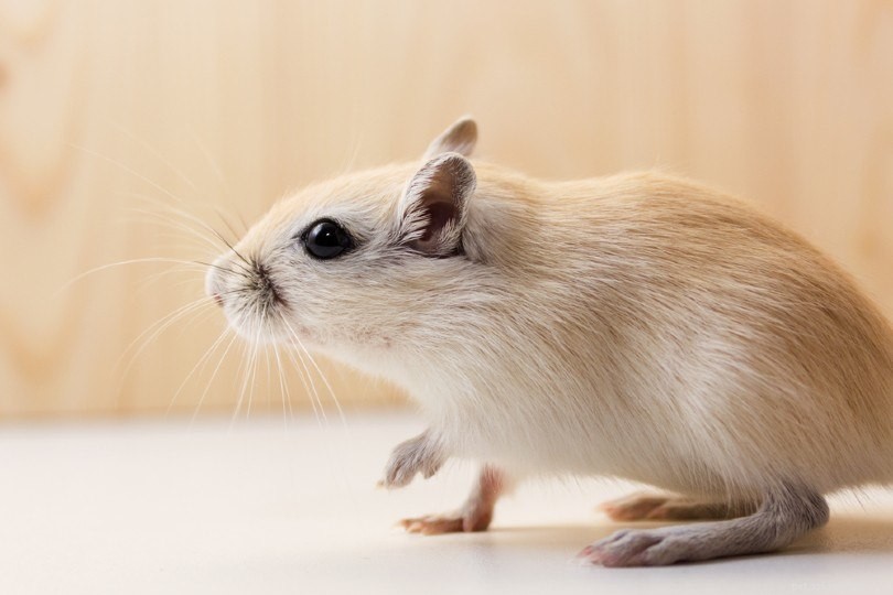 12 Gerbil Colors & Patterns Explained – A Complete Visual Guide