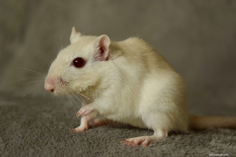 12 Gerbil Colors & Patterns Explained – A Complete Visual Guide