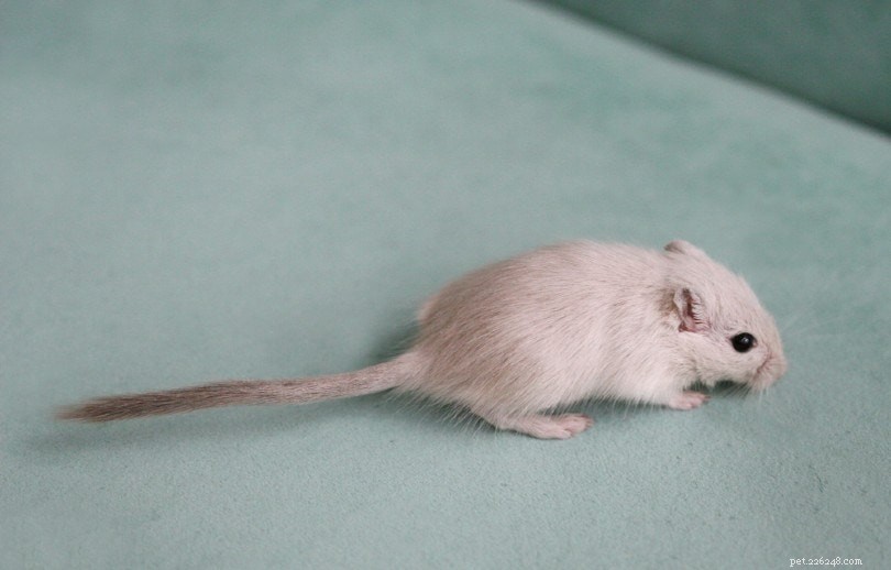 12 Gerbil Colors & Patterns Explained – A Complete Visual Guide